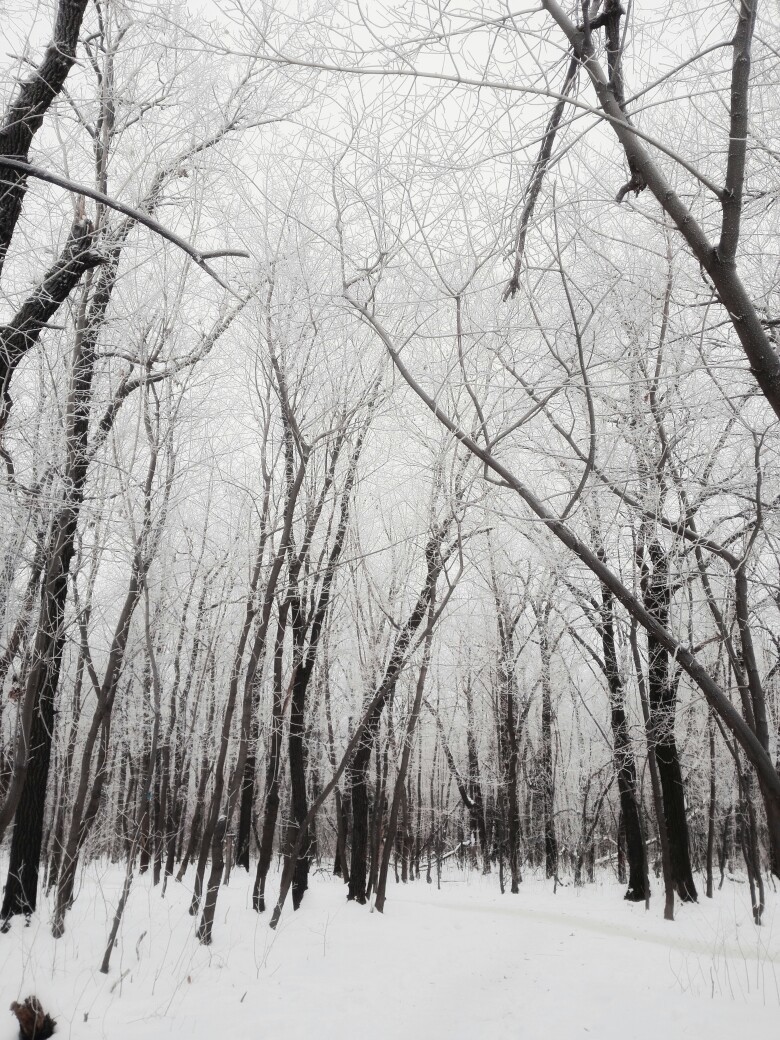 Winter - My, Forest, Snow, Mobile photography, Bravery and stupidity, Longpost