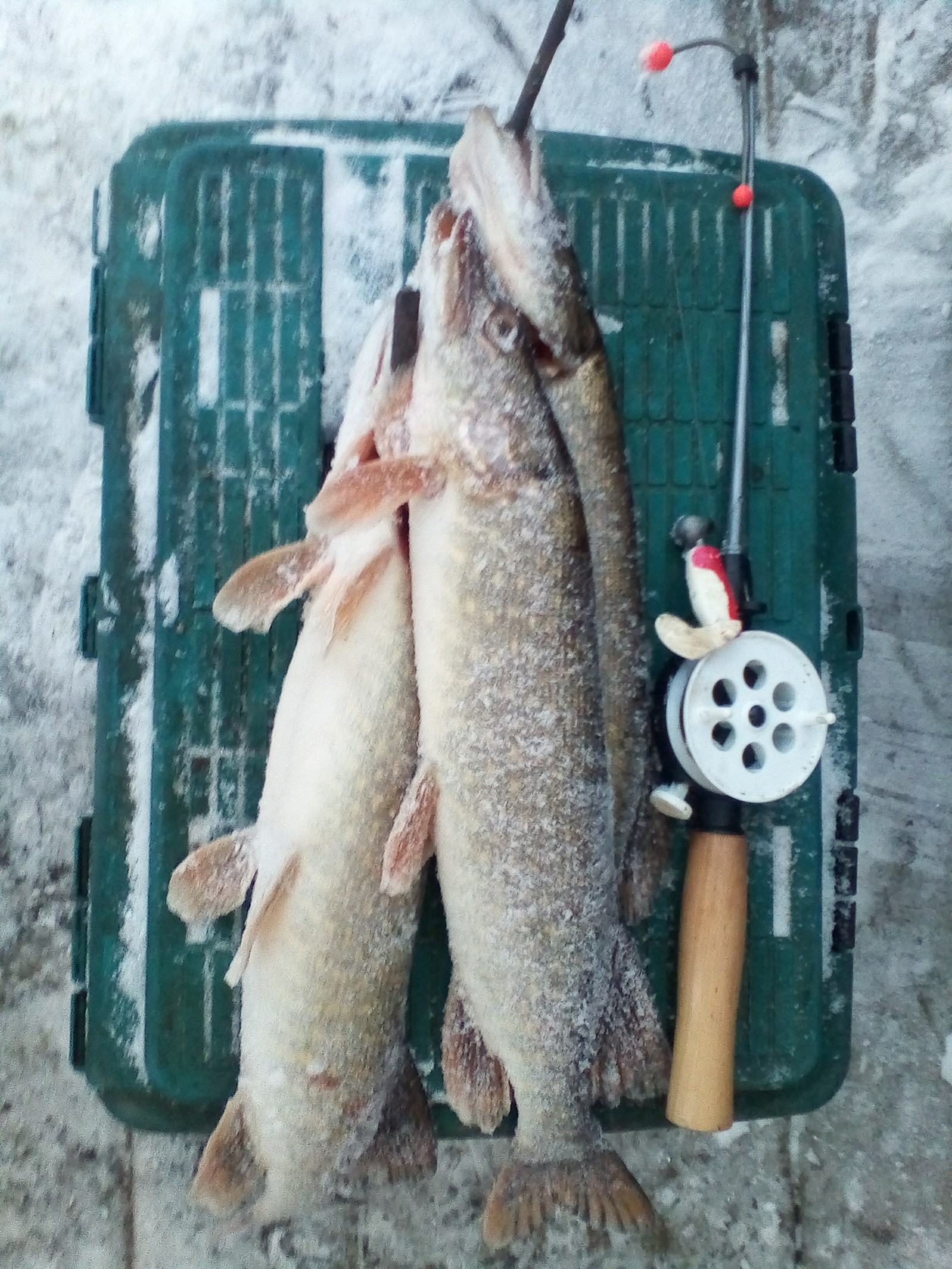 And was it worth the cold? - My, Fishing, Pike