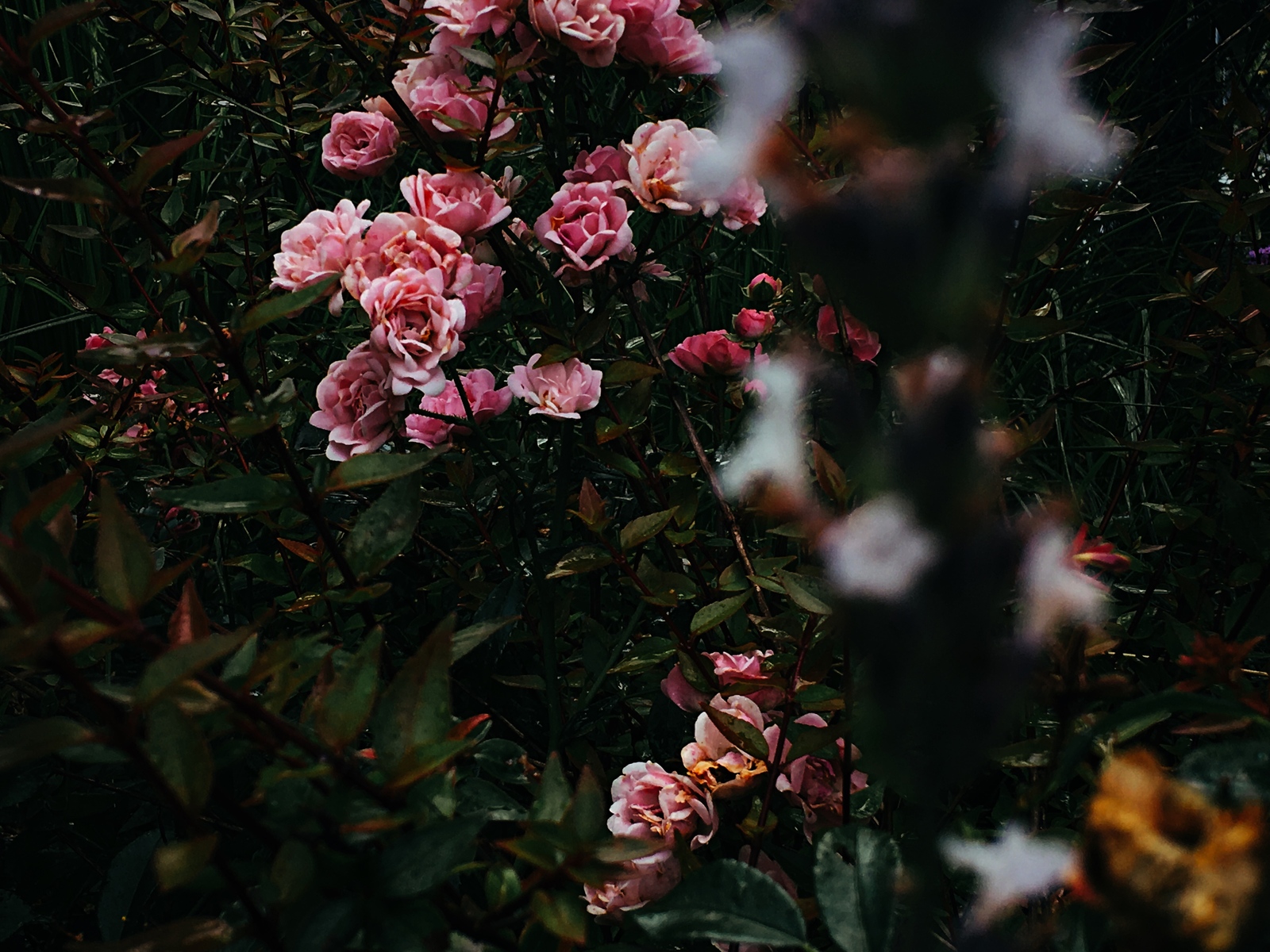 Rose garden in late summer - My, The photo, Flowers, Beginning photographer, Longpost, Summer