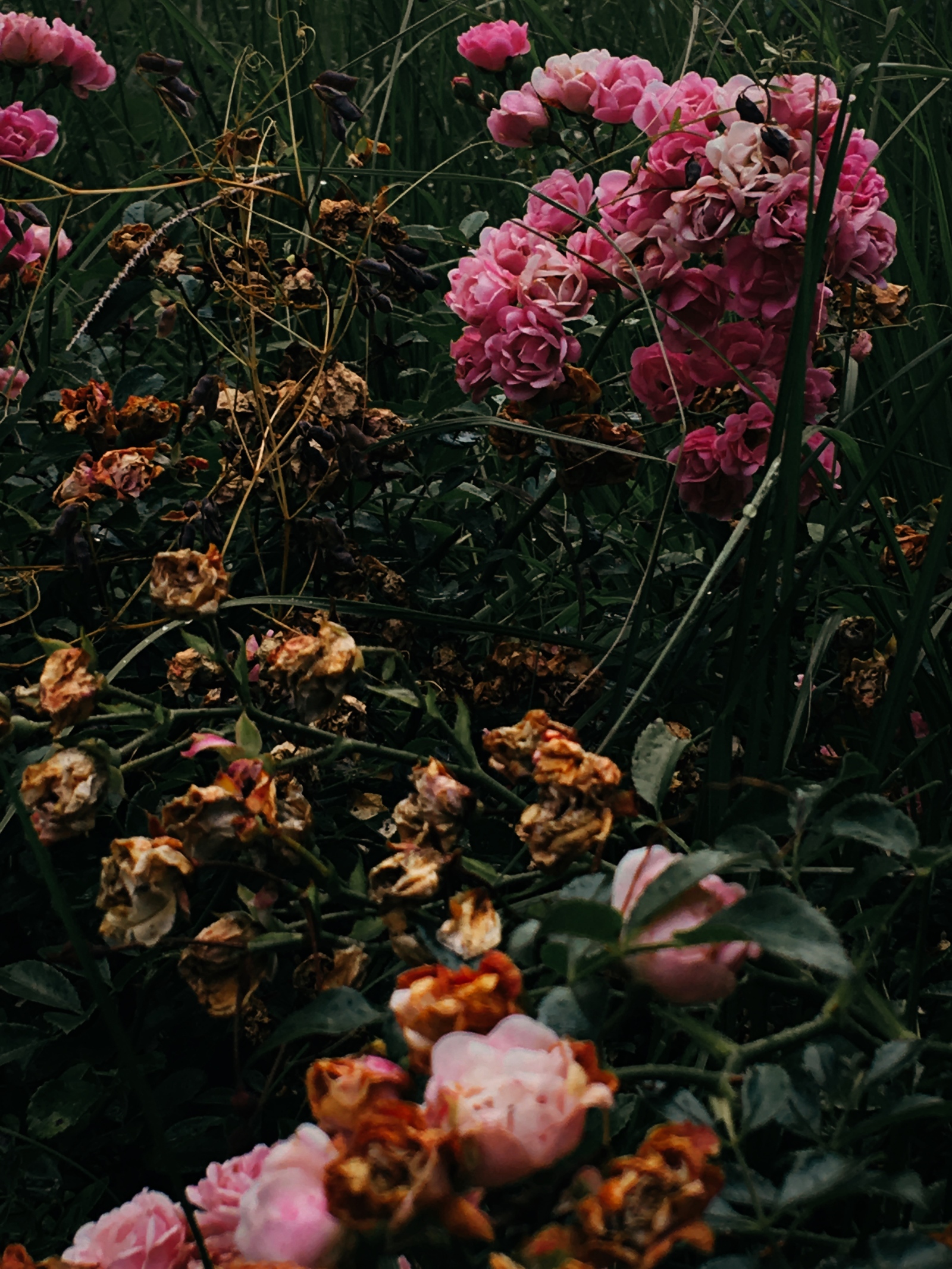 Rose garden in late summer - My, The photo, Flowers, Beginning photographer, Longpost, Summer