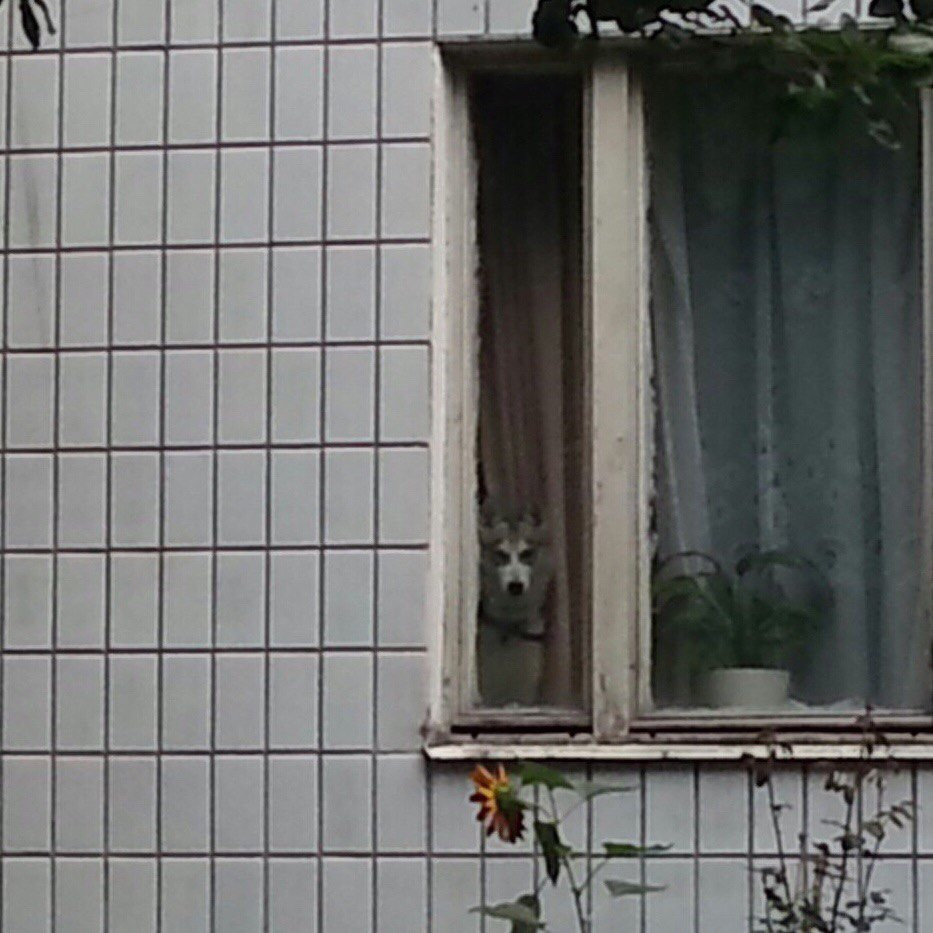 You have been noticed •_• - Husky, Looks, Window