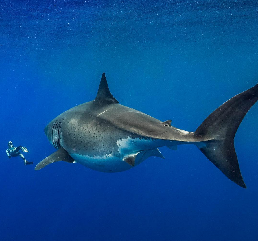 Leviathan of the blue abyss - The photo, Video, Shark, Longpost