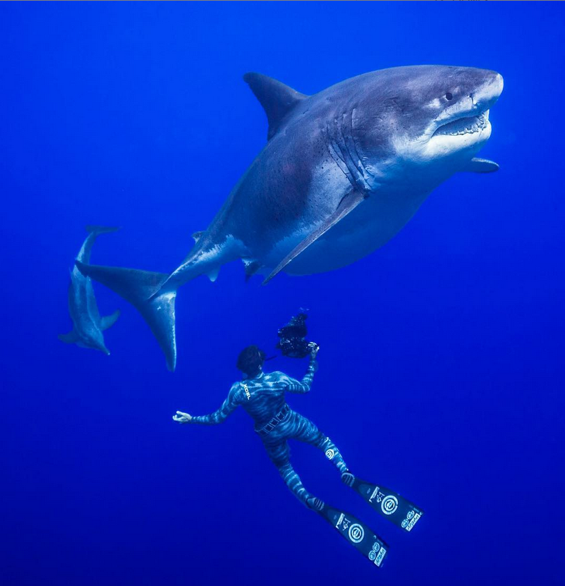 Leviathan of the blue abyss - The photo, Video, Shark, Longpost