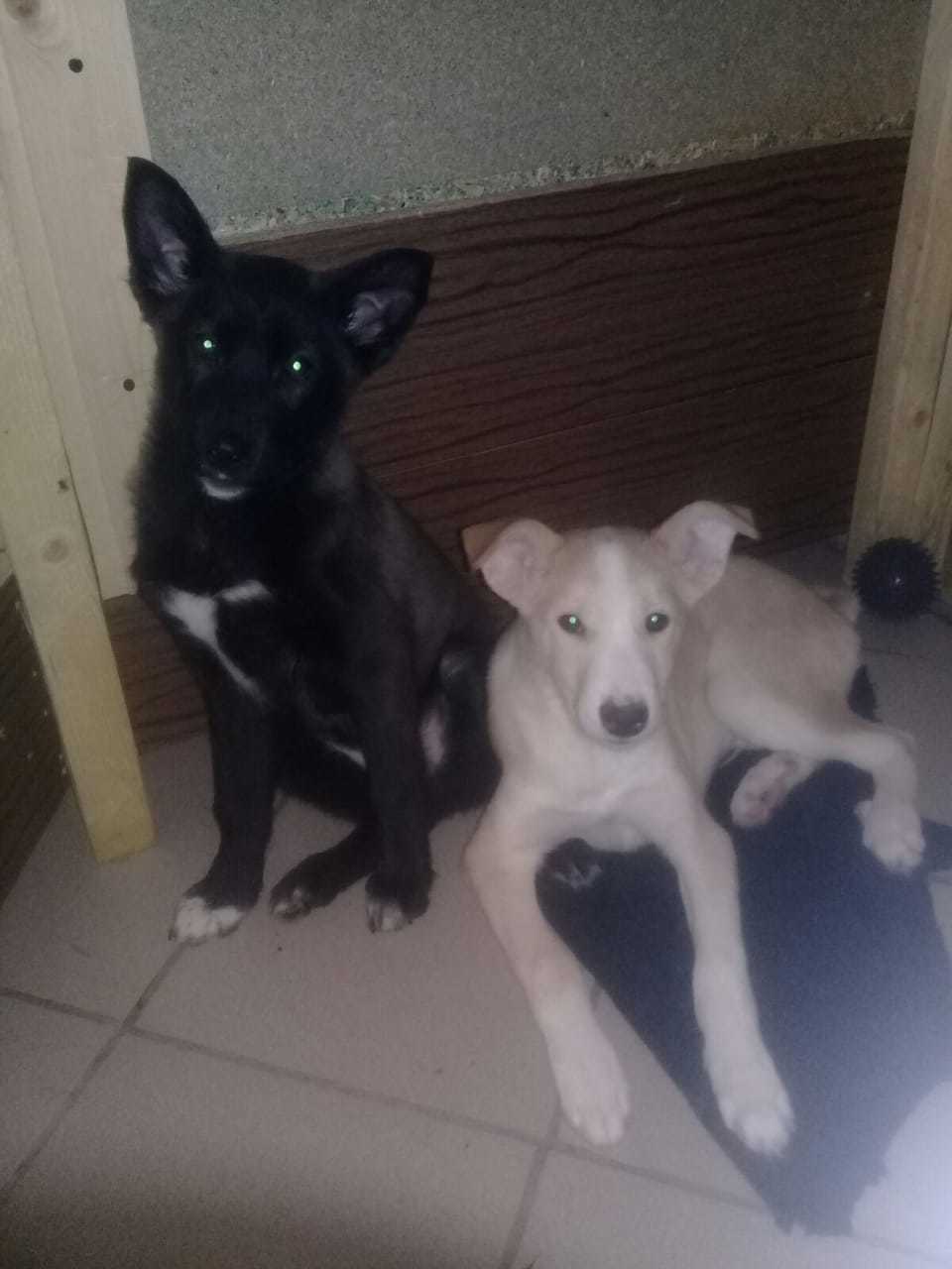 Two cute puppies are looking for a home - Longpost, Dog, Help, Saint Petersburg, No rating, My