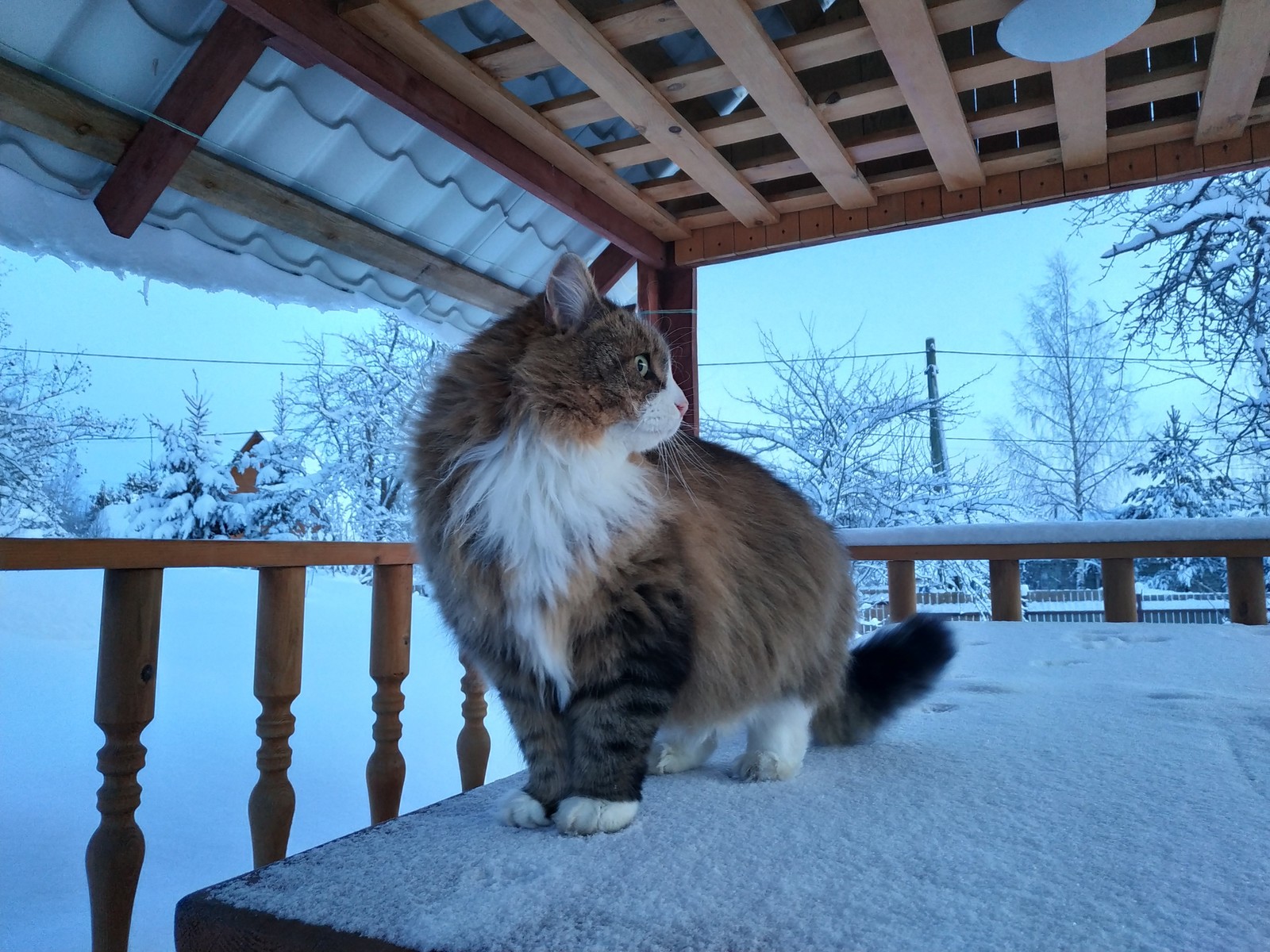 Frosty morning - My, The photo, Winter, freezing, cat, Morning, Longpost