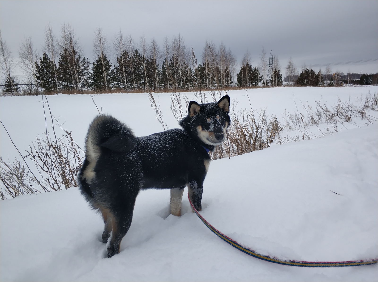 My Mackey 3 - My, Pet, Kazan, Dog, Shiba Inu, Longpost, Pets