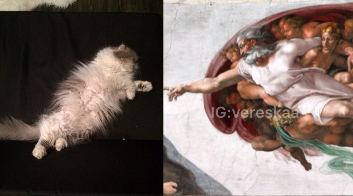 The Birth of a Cat - My, Animals, cat, Catomafia, Humor, Memes, Michelangelo, The photo