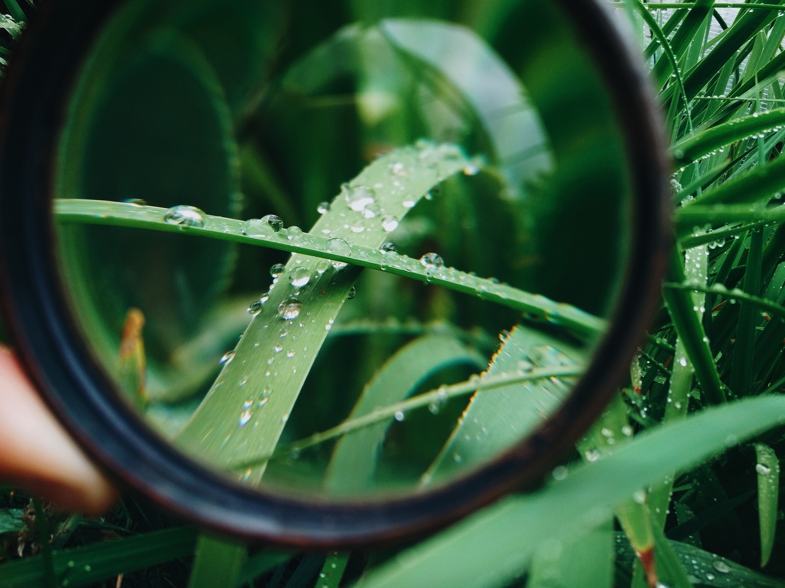 Summer - My, Beginning photographer, The photo, Nature, Longpost