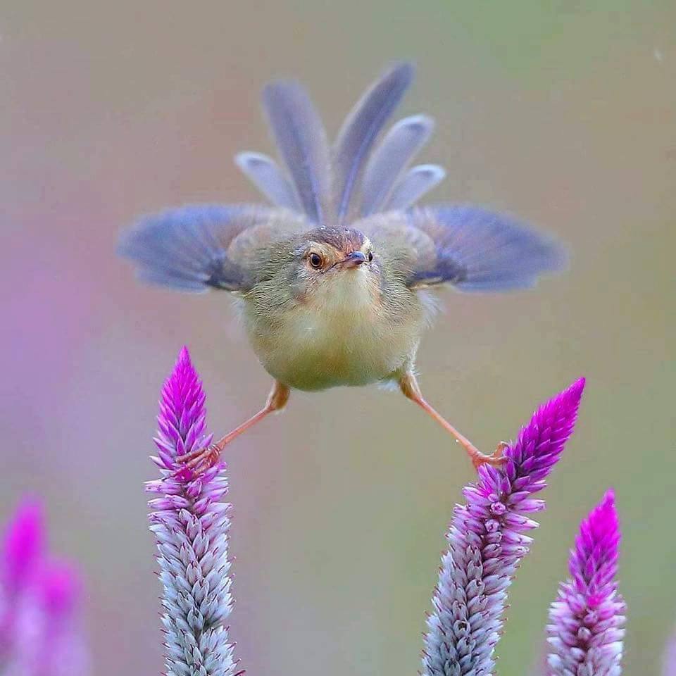 Hoba! - Birds, Plants, Hoba