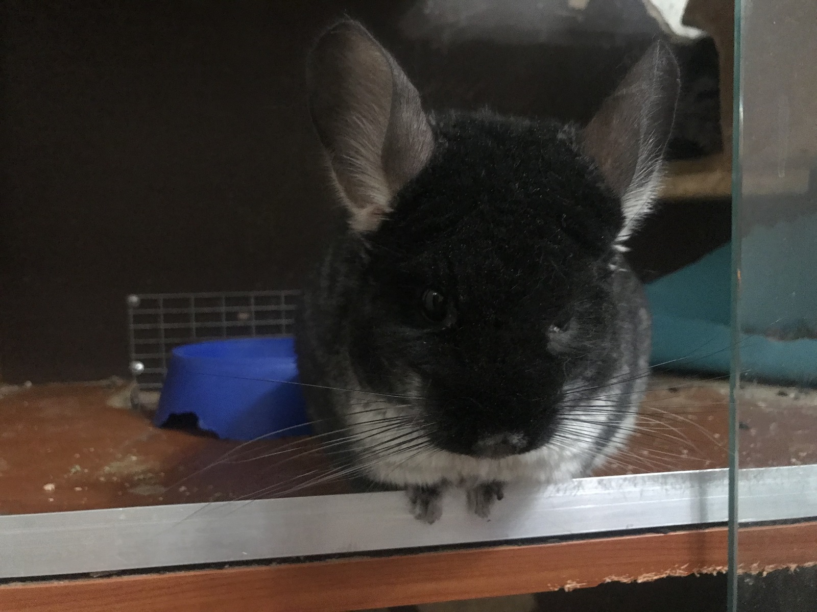 My chinchilla story - My, Chinchilla, Pets, Pet, Longpost