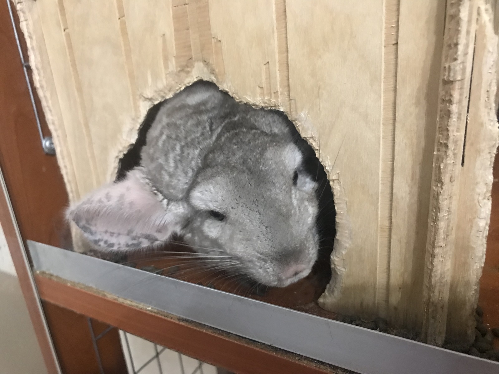 My chinchilla story - My, Chinchilla, Pets, Pet, Longpost