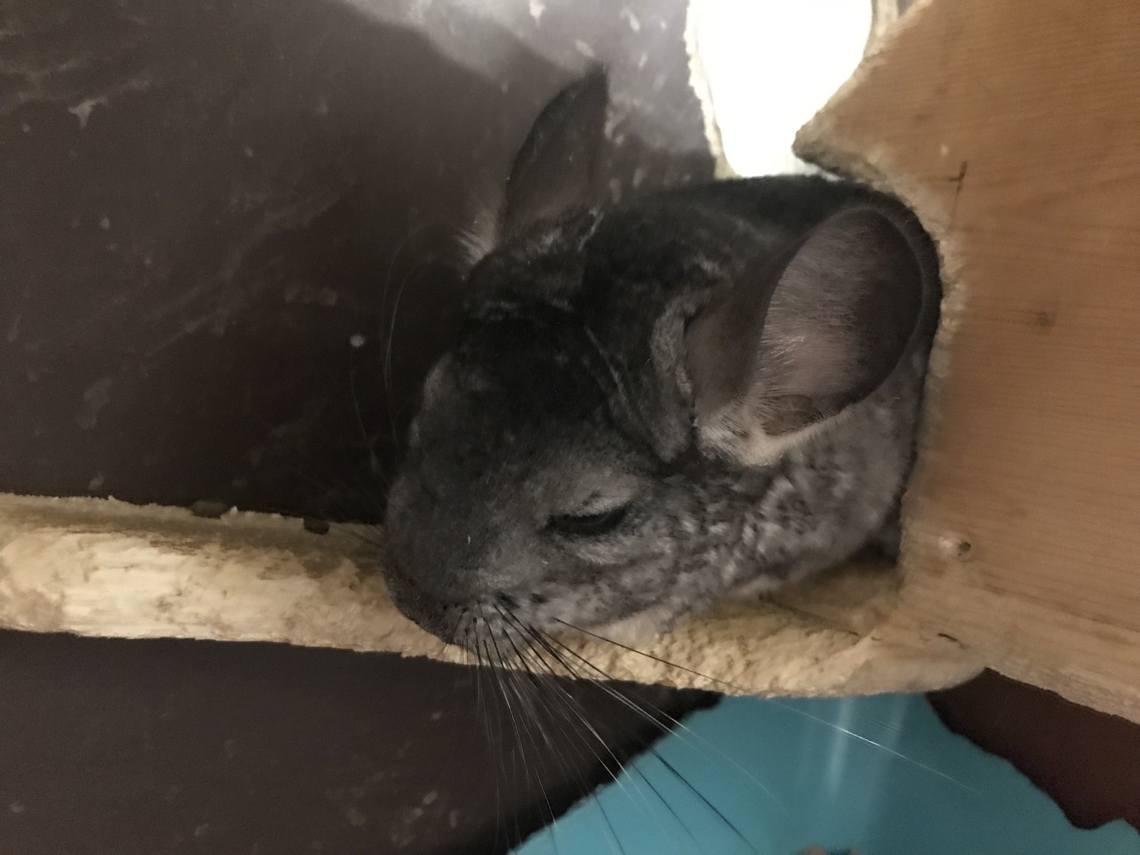 My chinchilla story - My, Chinchilla, Pets, Pet, Longpost