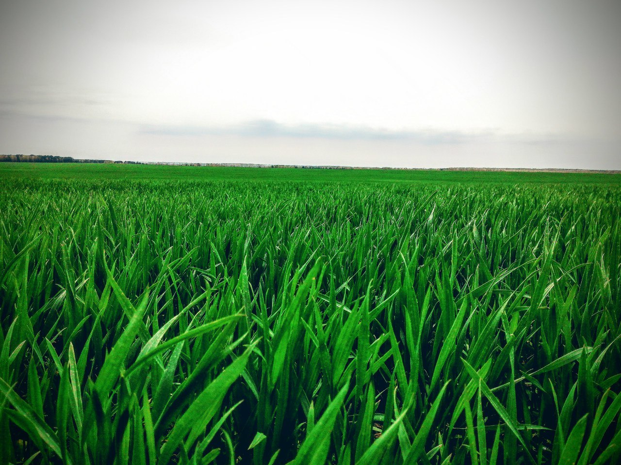 From germ to your table - My, Corn, Cleaning, Bread, Сельское хозяйство, , Longpost