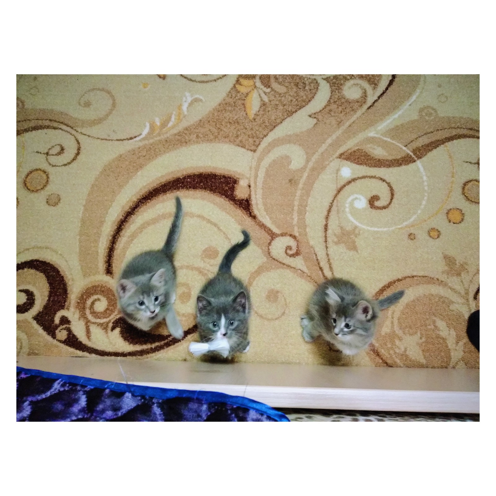 My kittens =^_^= - Kittens, cat, Catomafia, The photo, Milota, Peekaboo, Longpost