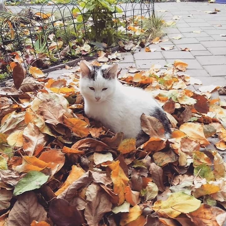 Autumn - My, Autumn, My house, cat, Apples, Longpost