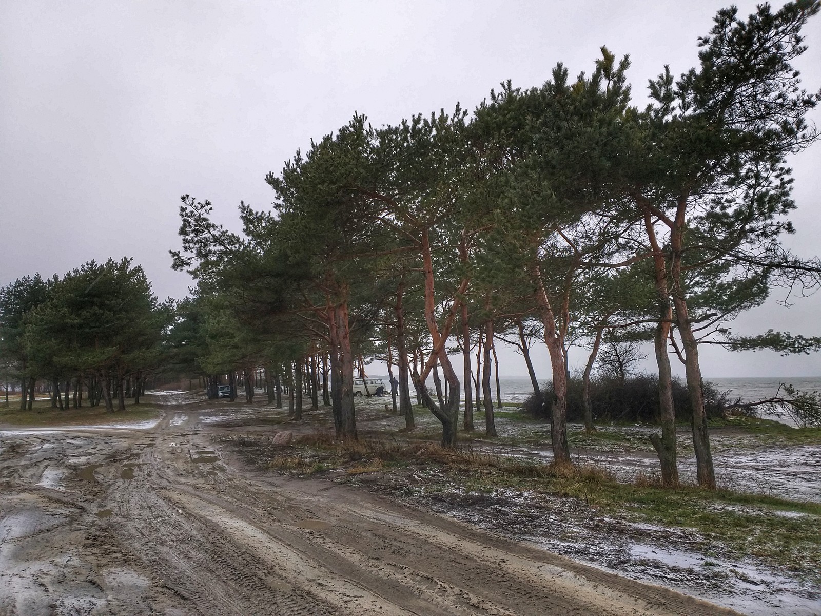 Winter Baltic - My, Sea, Pine, Baltic Sea, Kaliningrad region, Kaliningrad, The photo, Longpost