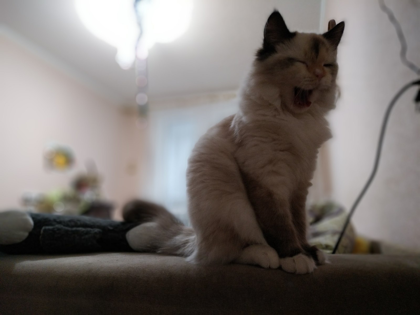 Lady Tehhi - My, Longpost, Catomafia, Cat with lamp, Fluffy, The bone is fluffy, cat