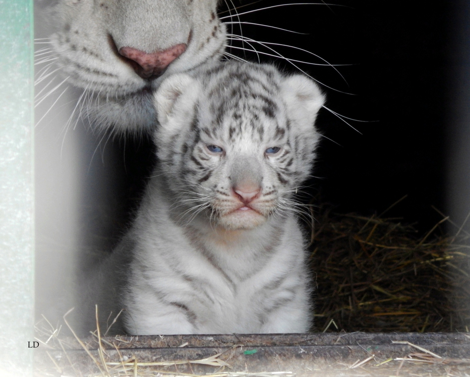 Appeal to the power of Peekaboo - Lawlessness, , Taigan Lions Park, No rating, Longpost, Big cats