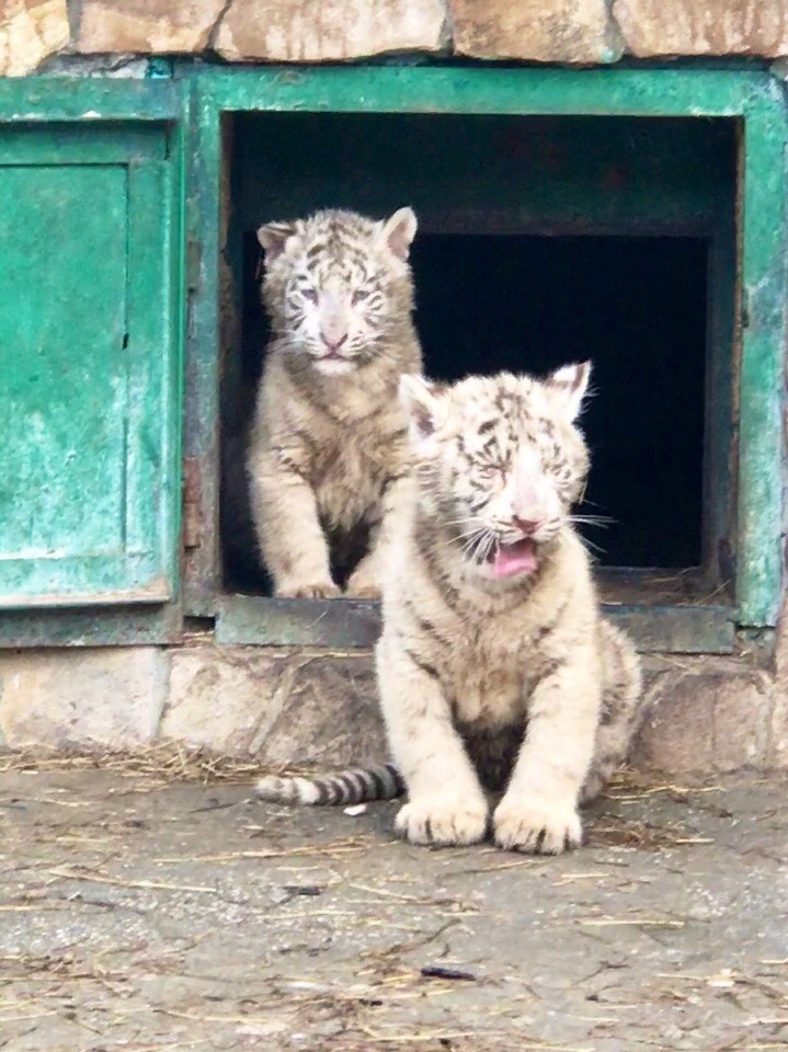 Appeal to the power of Peekaboo - Lawlessness, , Taigan Lions Park, No rating, Longpost, Big cats