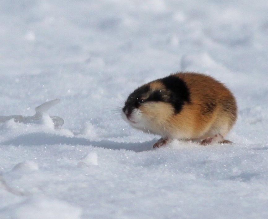 This is me going to work in the winter. - Lemmings, Winter, Snow, Cold, Animals