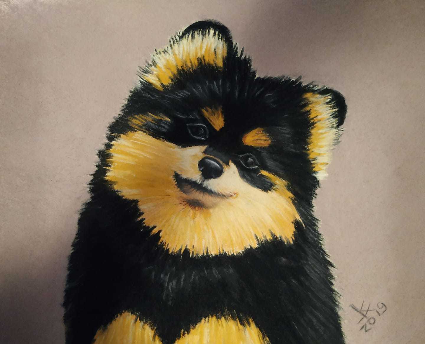 Spitz - My, Pastel, Dog, Spitz, Animalistics, Animals, Portrait, Drawing