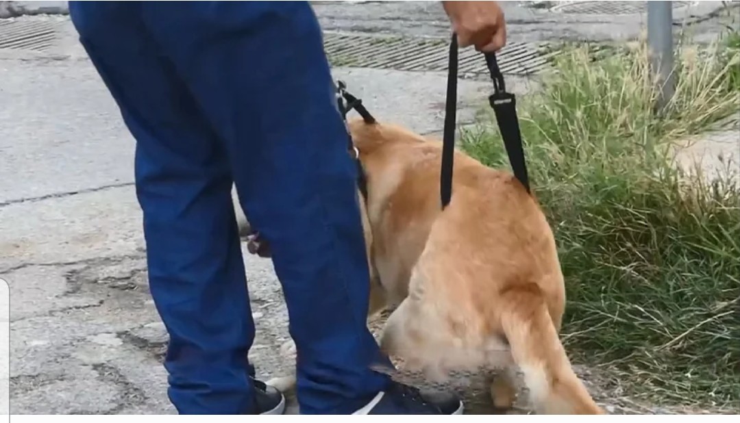 A man with a capital letter. - Italy, Dog, Good, Good people, Video, Longpost, Good boy, Kindness