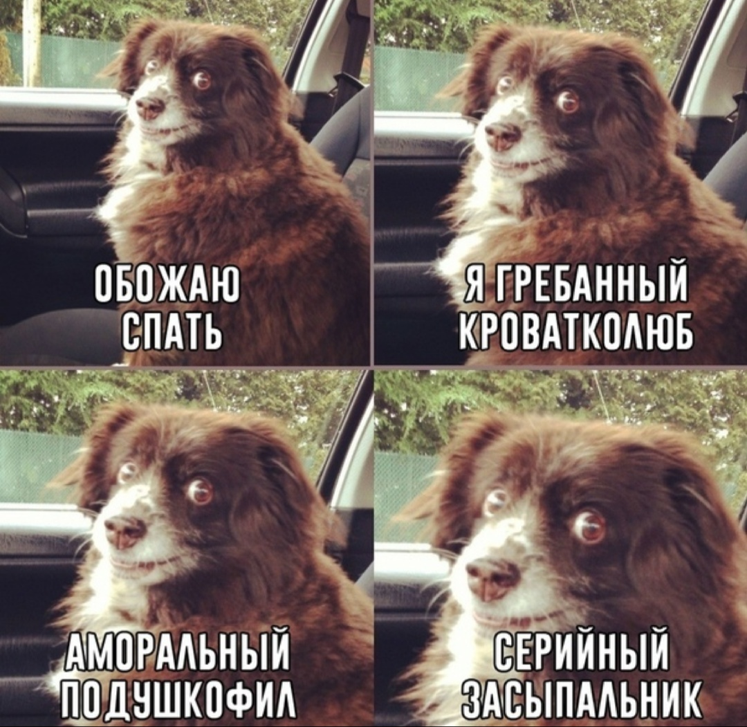 Just about me))) - In contact with, Humor, Dog