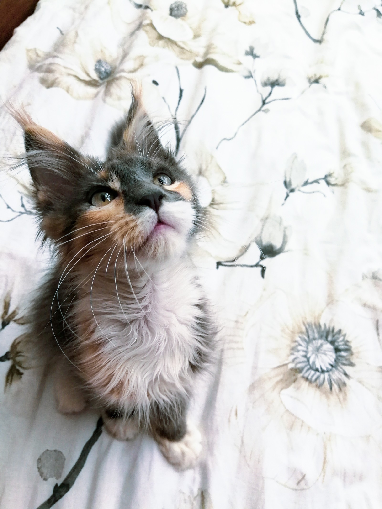 A look full of love... - My, Kittens, cat, Love, Maine Coon, Catomafia