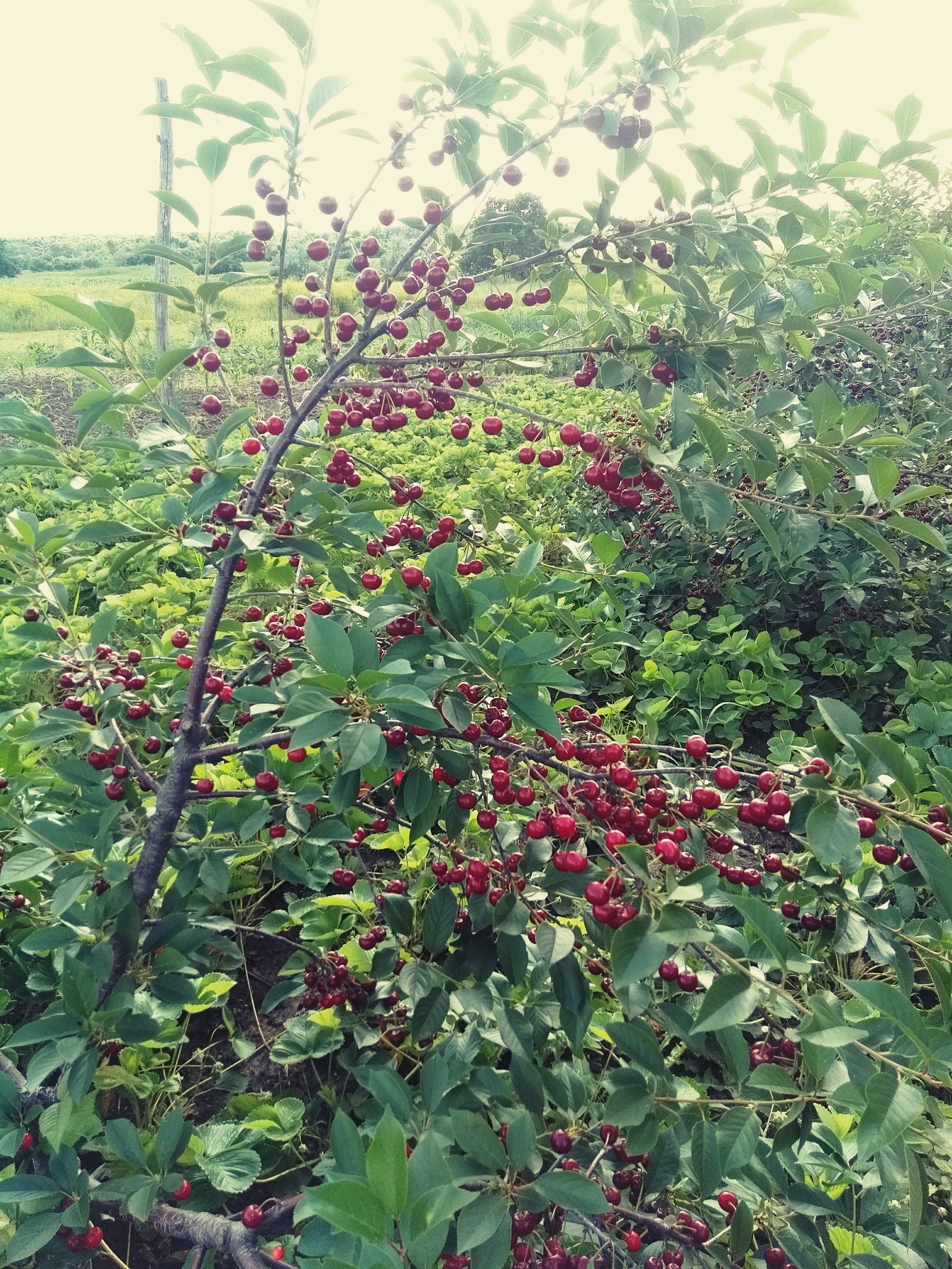 Our garden and vegetable garden. - My, Summer, Garden, Garden, Фрукты, Berries, Longpost