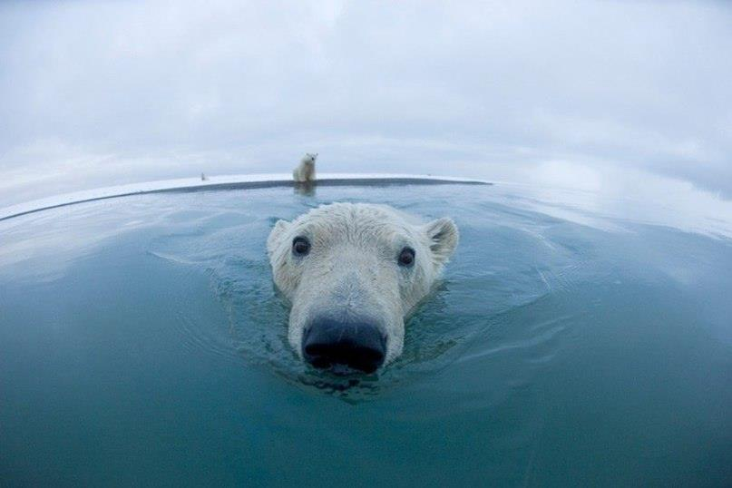 Носик - Нос, Белый медведь, Фотография