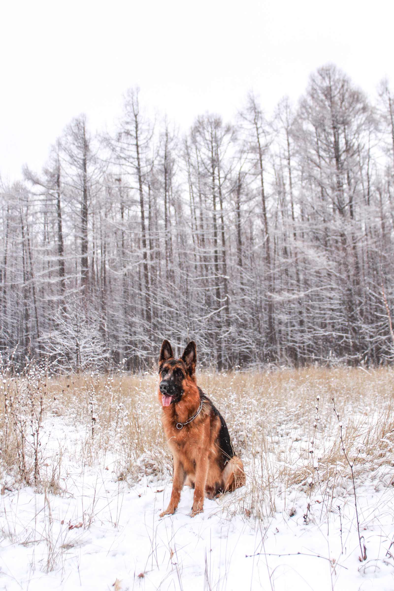 Sheepdog everyday life - German Shepherd, Dog, Longpost