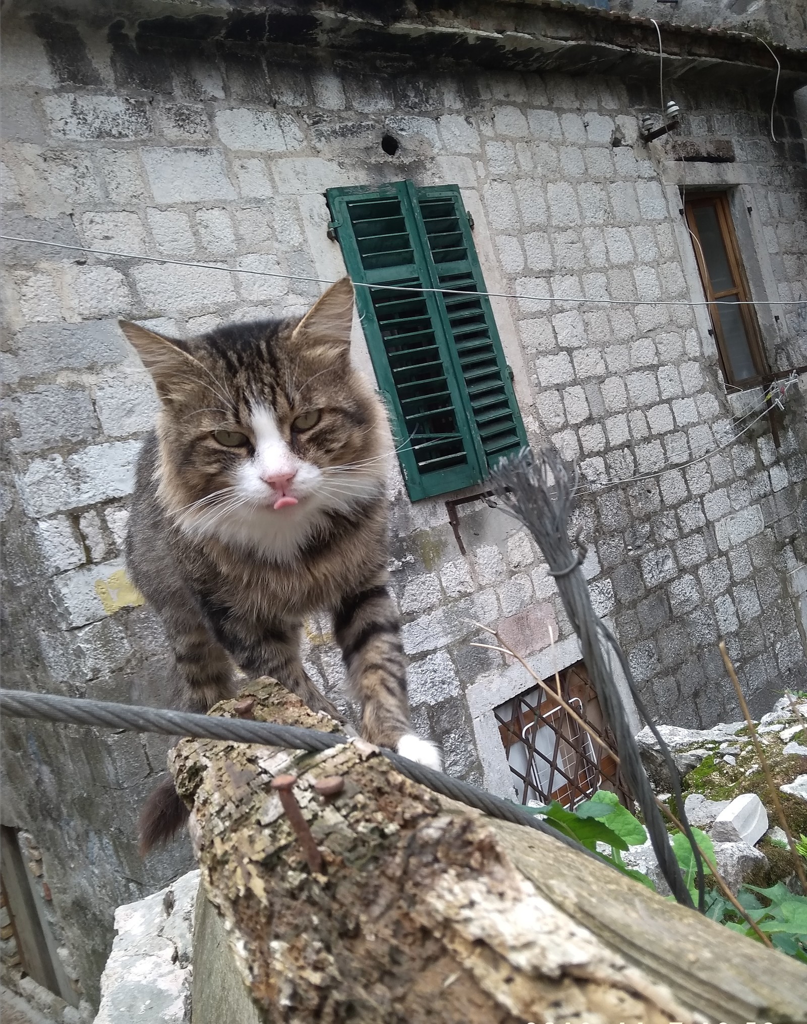 Montenegrin cats - My, cat, Travels, Montenegro, Animals, Longpost