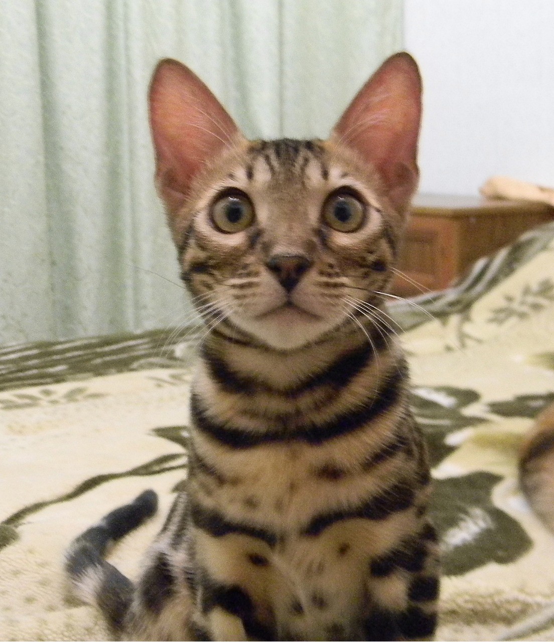 Behold, unbeliever! - My, Longpost, cat, Catomafia, Milota, Bengal cat