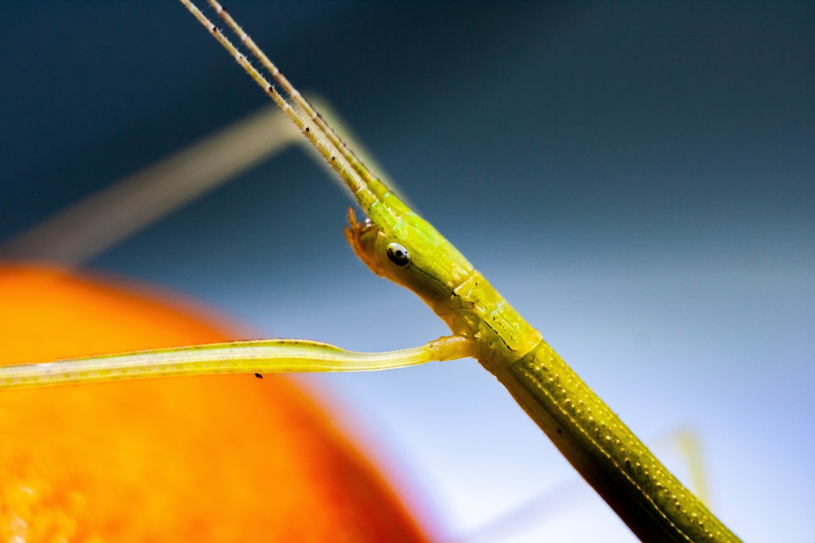 Madagascar pink-winged musk stick insect (Sipyloidea sipylus) - My, Helios44-2, Beginning photographer, Macro, Stick insect, Canon 450d, Longpost, Helios44-2, Macro photography