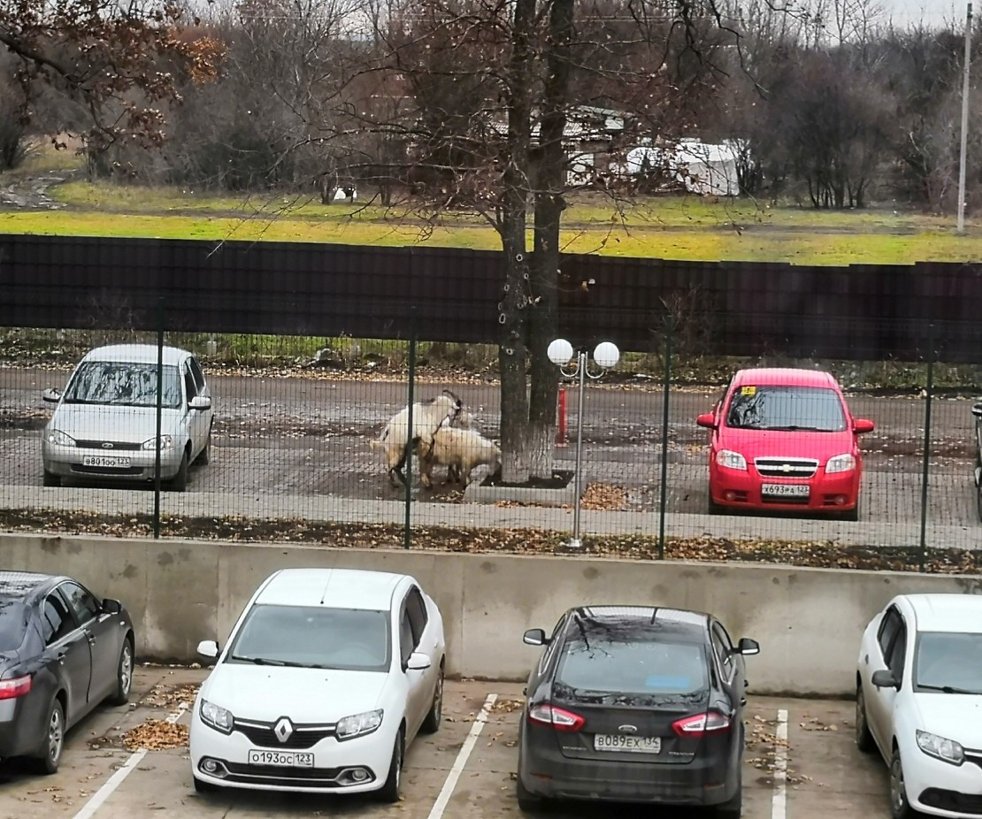 And from our window Red Square is visible. - Goat, Animals, View from the window