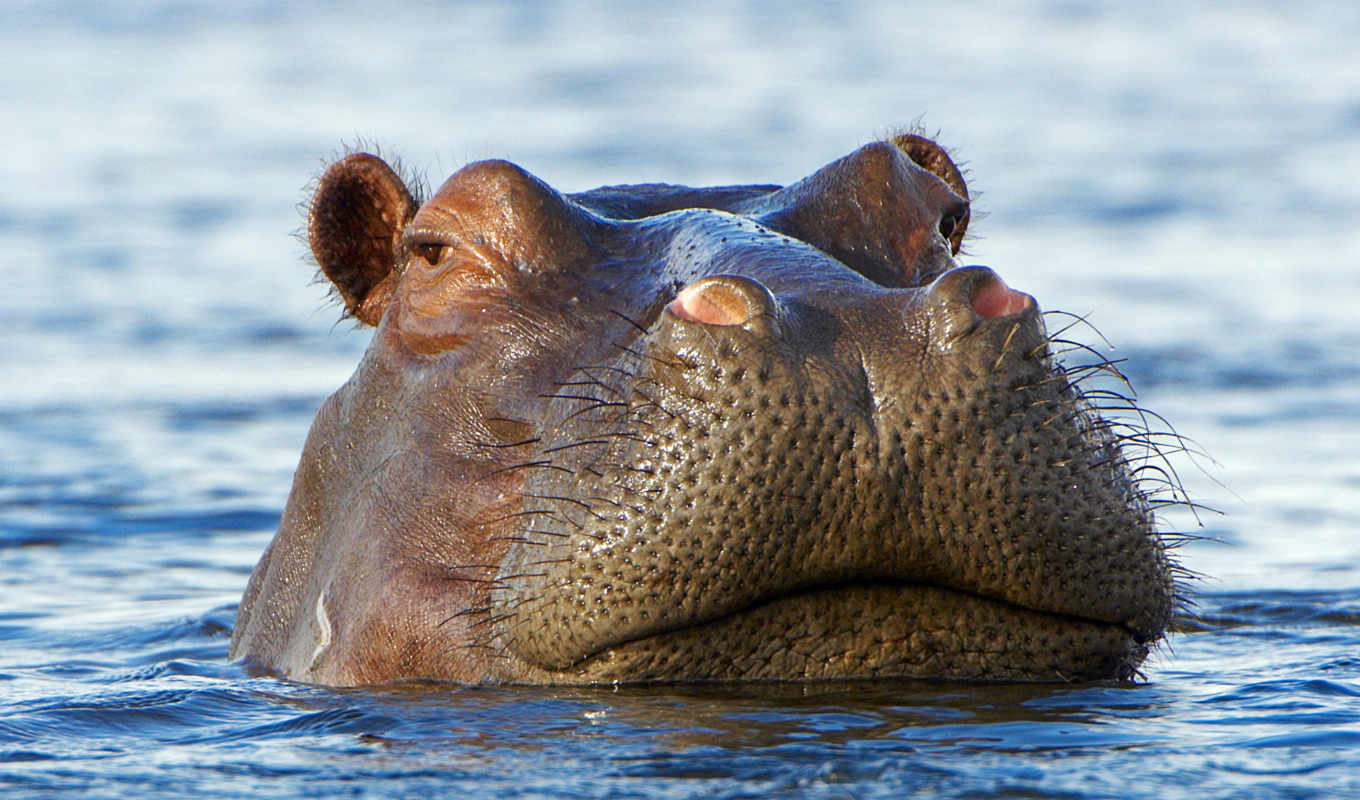 hippo levels - hippopotamus, Animals, Longpost