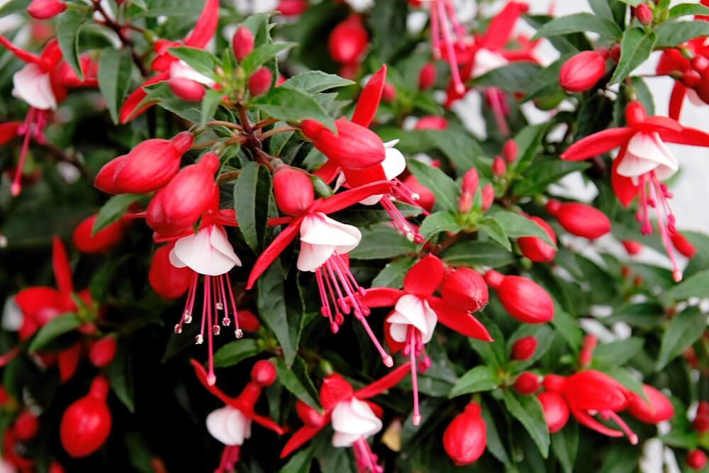 Return from oblivion - My, Fuchsia, Houseplants, Bloom, Longpost