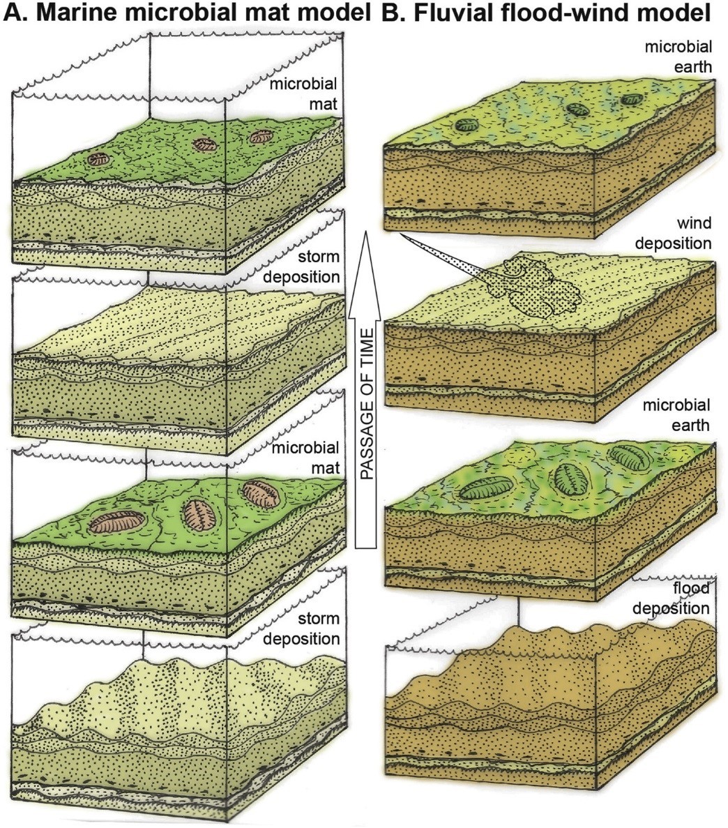 Sedimentary rocks with imprints of Precambrian metazoans could have formed on land - The science, Paleontology, Geology, , Ediacaran, Sorb, Copy-paste, Elementy ru, Longpost, Rocks