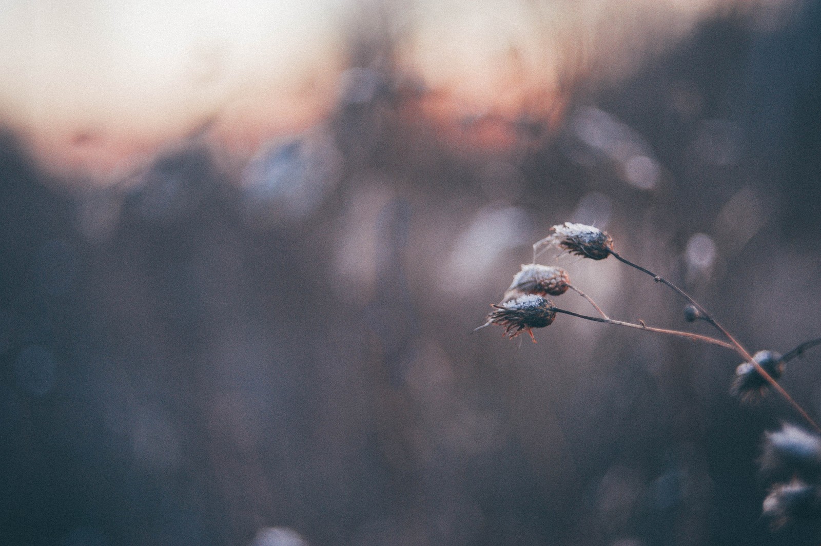 Walk into the past - My, The photo, , Helios 44m