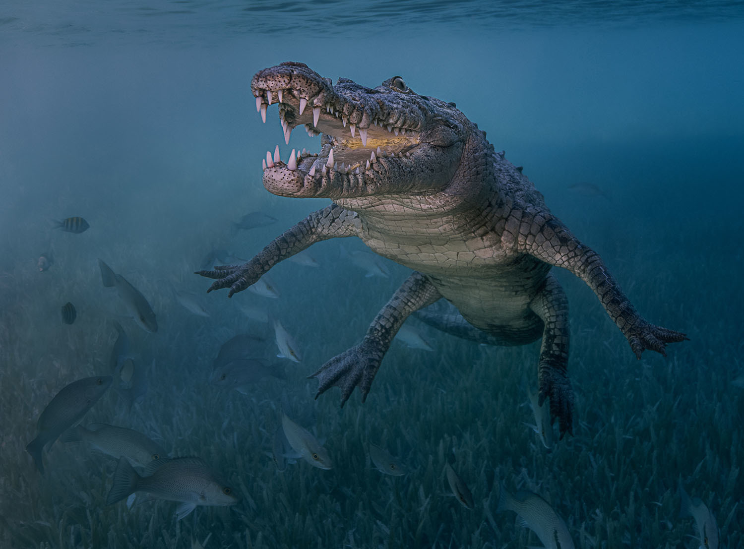 Победители фотоконкурса Ocean Art. - Подводная съемка, Фотография, Длиннопост