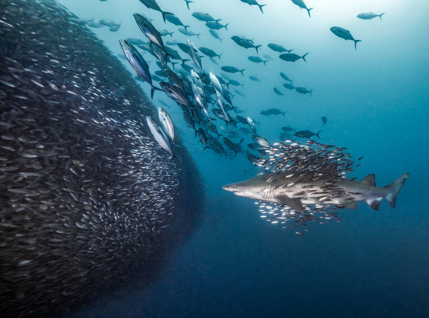 Победители фотоконкурса Ocean Art. - Подводная съемка, Фотография, Длиннопост