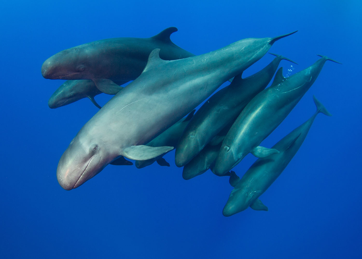 Победители фотоконкурса Ocean Art. - Подводная съемка, Фотография, Длиннопост