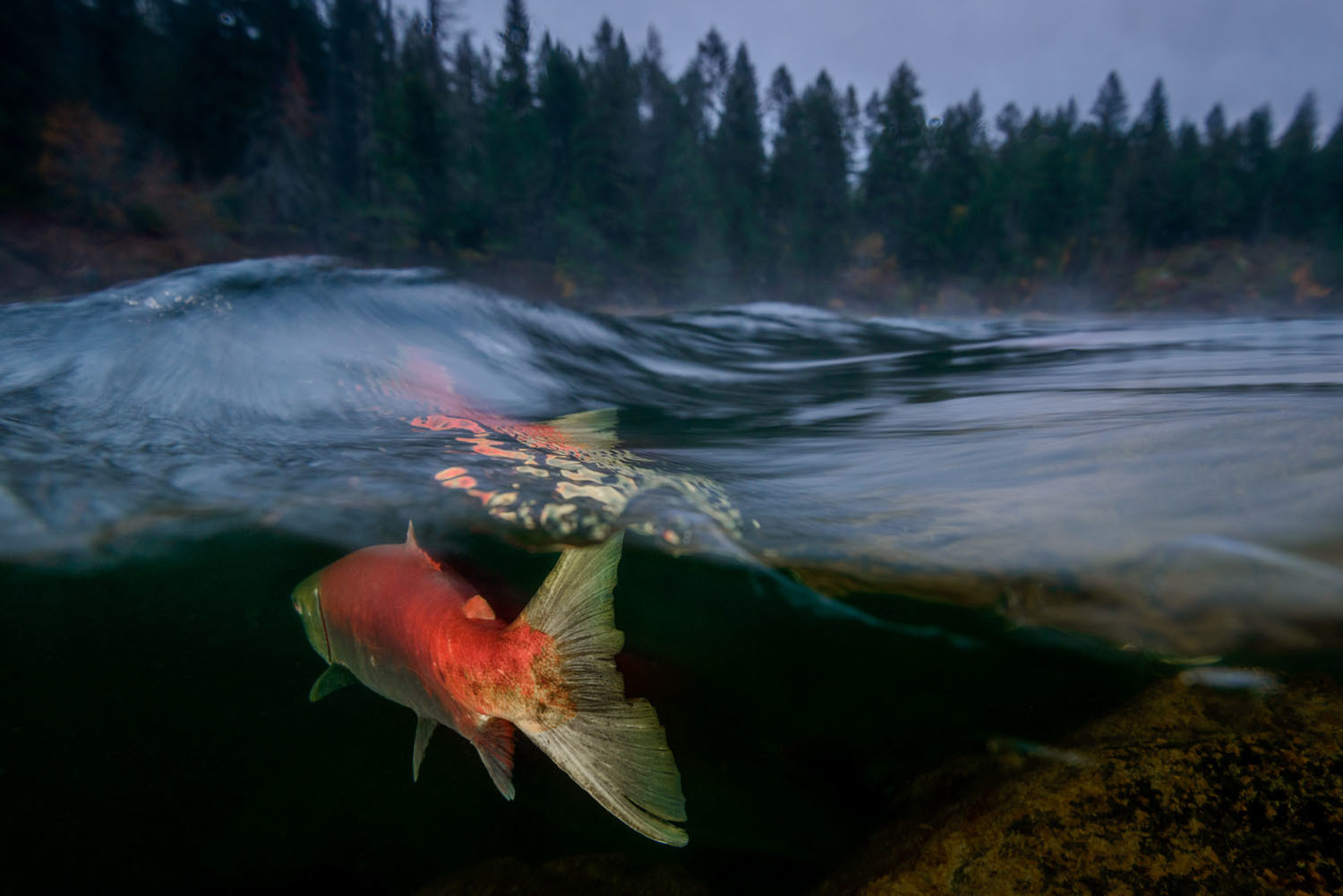 Победители фотоконкурса Ocean Art. - Подводная съемка, Фотография, Длиннопост