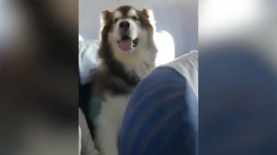 Chinese airline allows dog to fly in passenger seat - China, Airline, China Southern Airlines, Dog, Alaskan Malamute, Guide, Пассажиры, Video