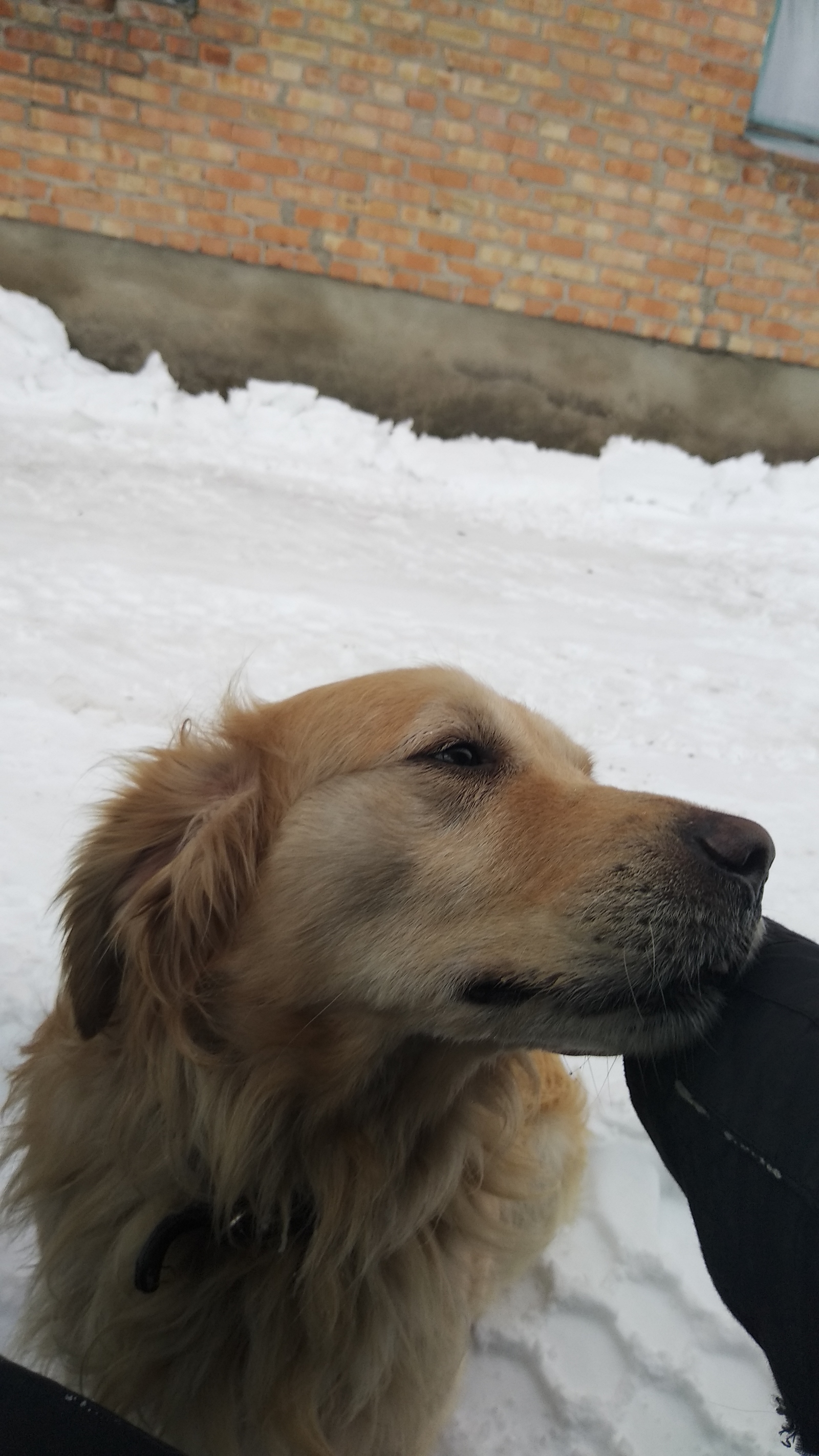 The dog decided to say hello) - My, Golden retriever, , , Longpost, Dog, Pets