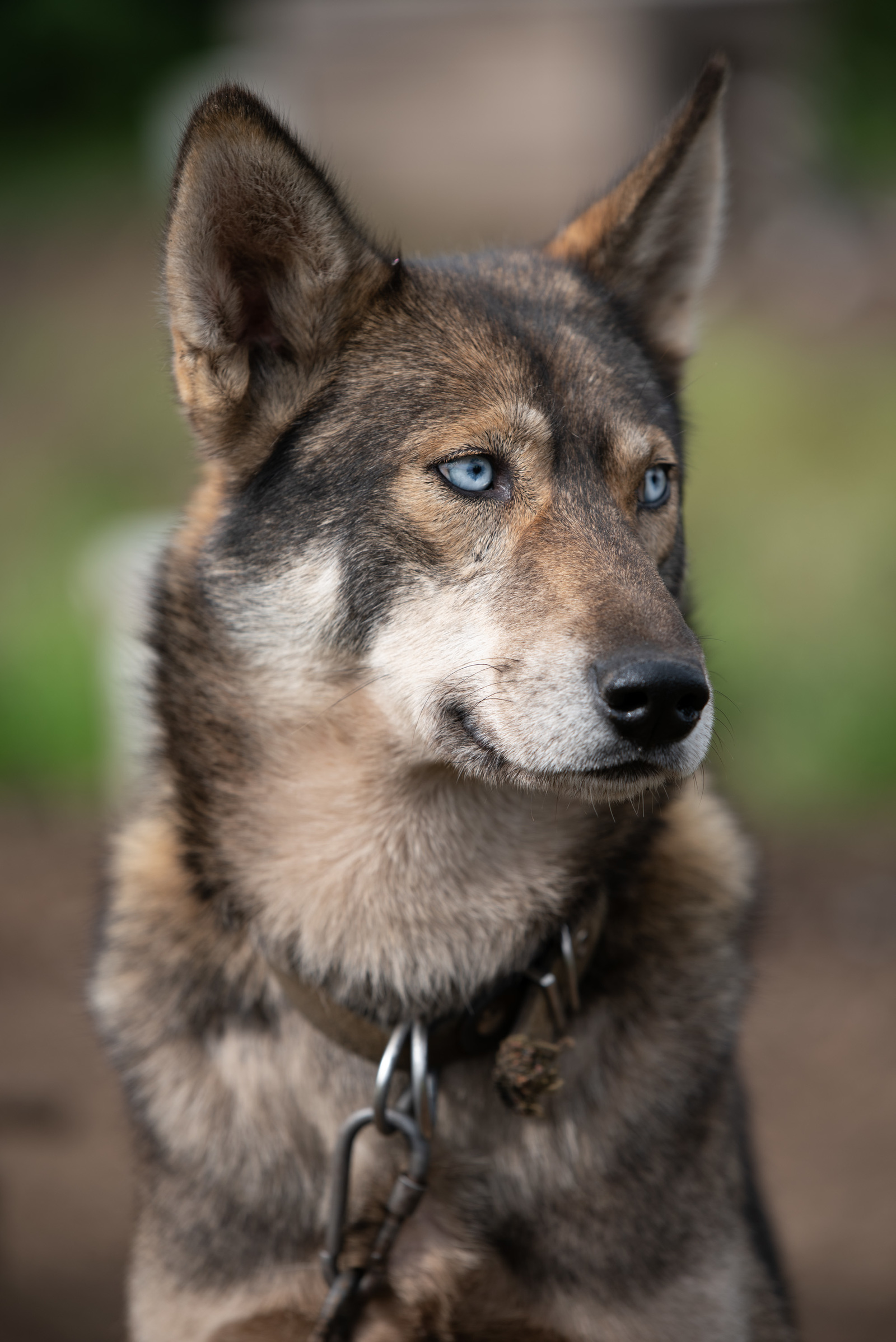 Kamchatka and its wonders - My, Kamchatka, The photo, The mountains, Dog, Alaskan Malamute, Longpost