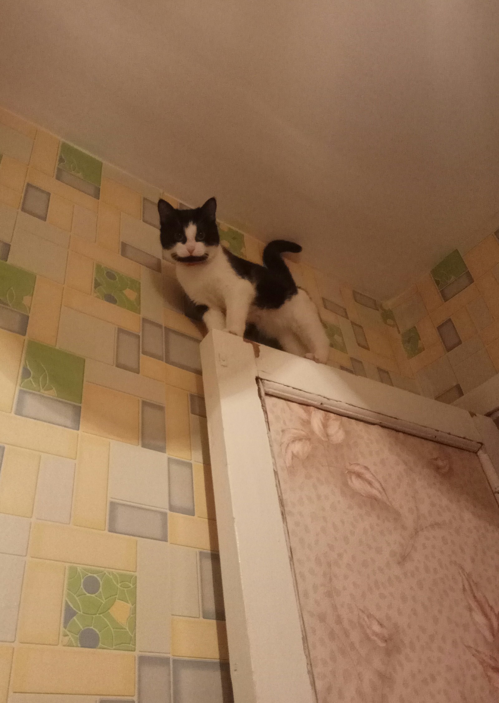 - What are you staring at? Bring whiskas) - My, cat, Musya, Milota