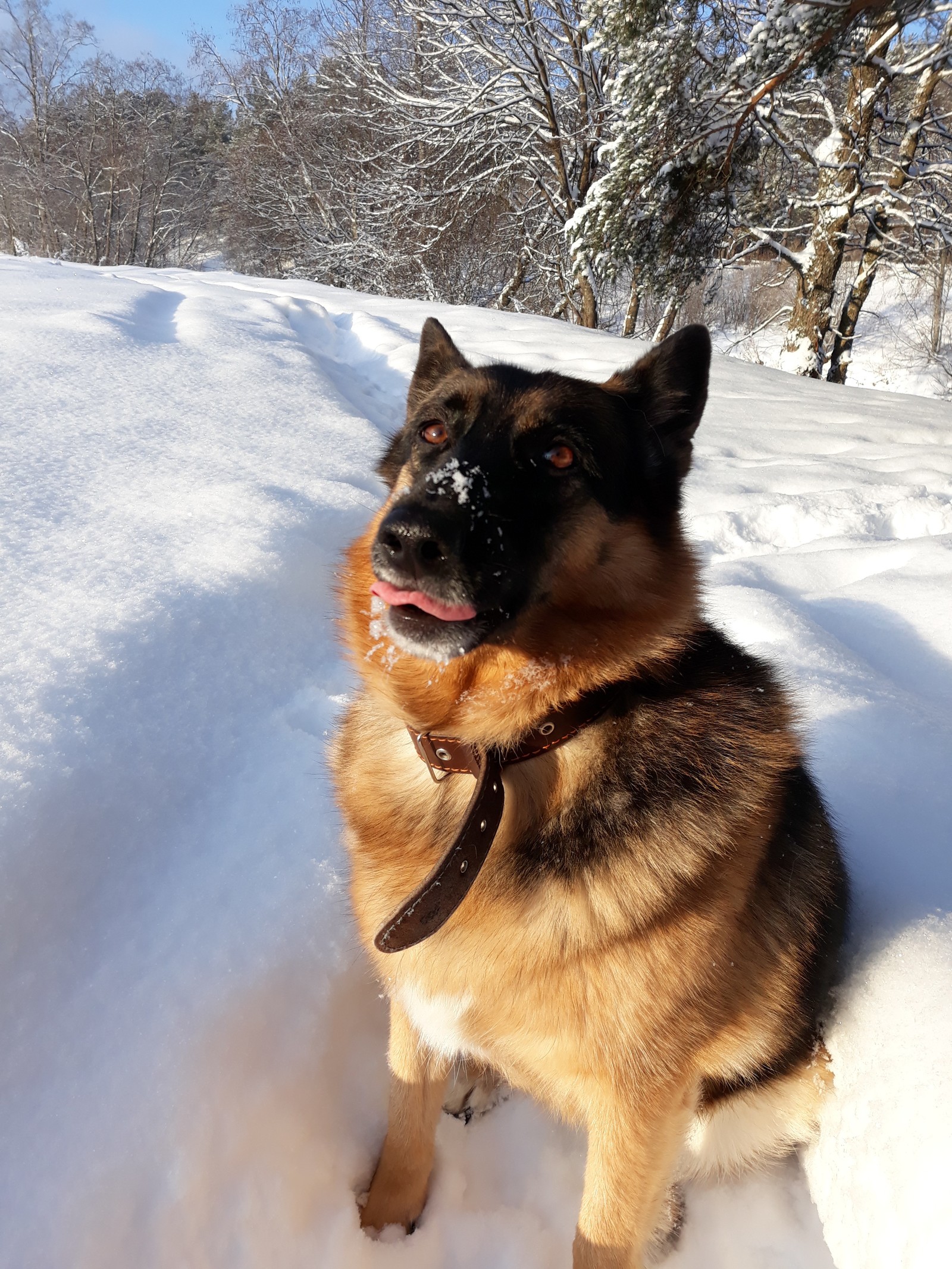 Redness. - My, Dog, Winter, The photo, Snow, Longpost