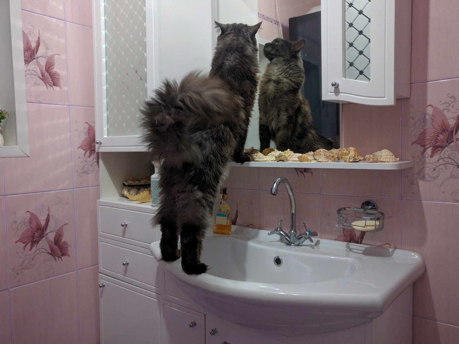 Master, how is it? Do you have another Maine Coon? - My, Darius, Maine Coon, Curiosity, Mirror, Catomafia, Longpost, cat