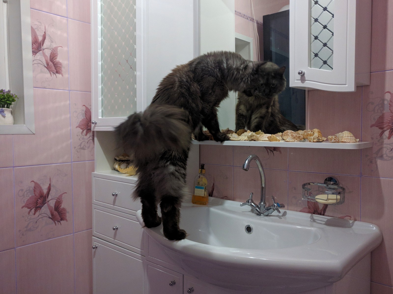 Master, how is it? Do you have another Maine Coon? - My, Darius, Maine Coon, Curiosity, Mirror, Catomafia, Longpost, cat